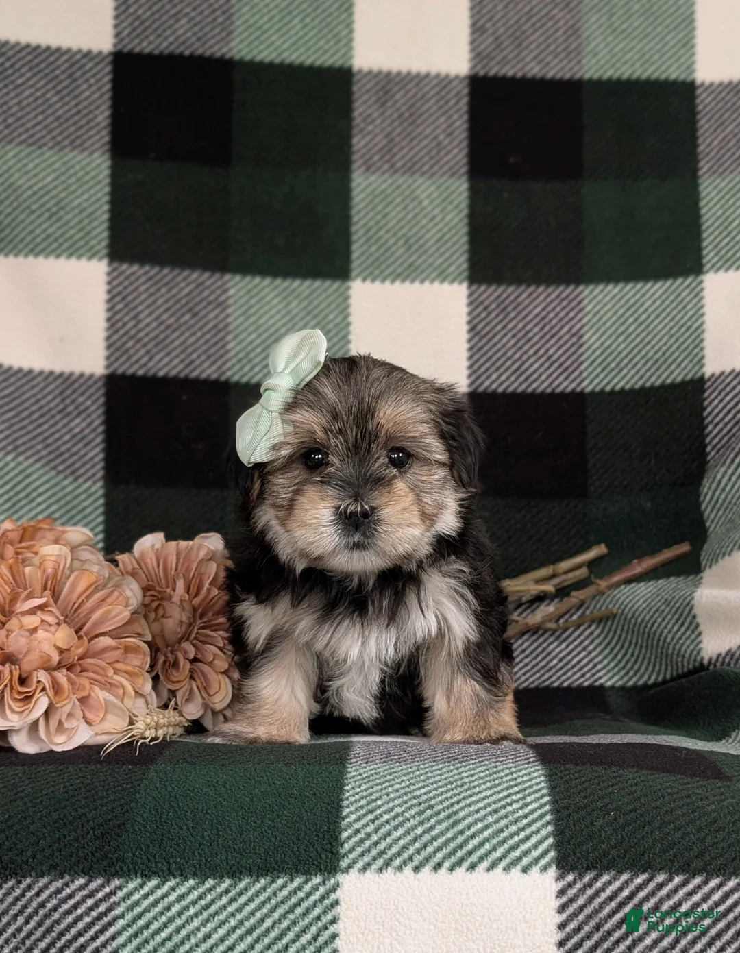 Morkie dogs for sale: Bethann 7 lbs Full Grown - Ad 1