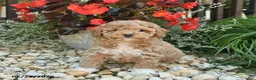 Toy Poodle dogs for sale: Joker - Ad 2