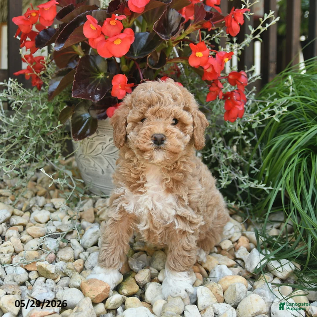 Toy Poodle dogs for sale: Joker - Ad 2
