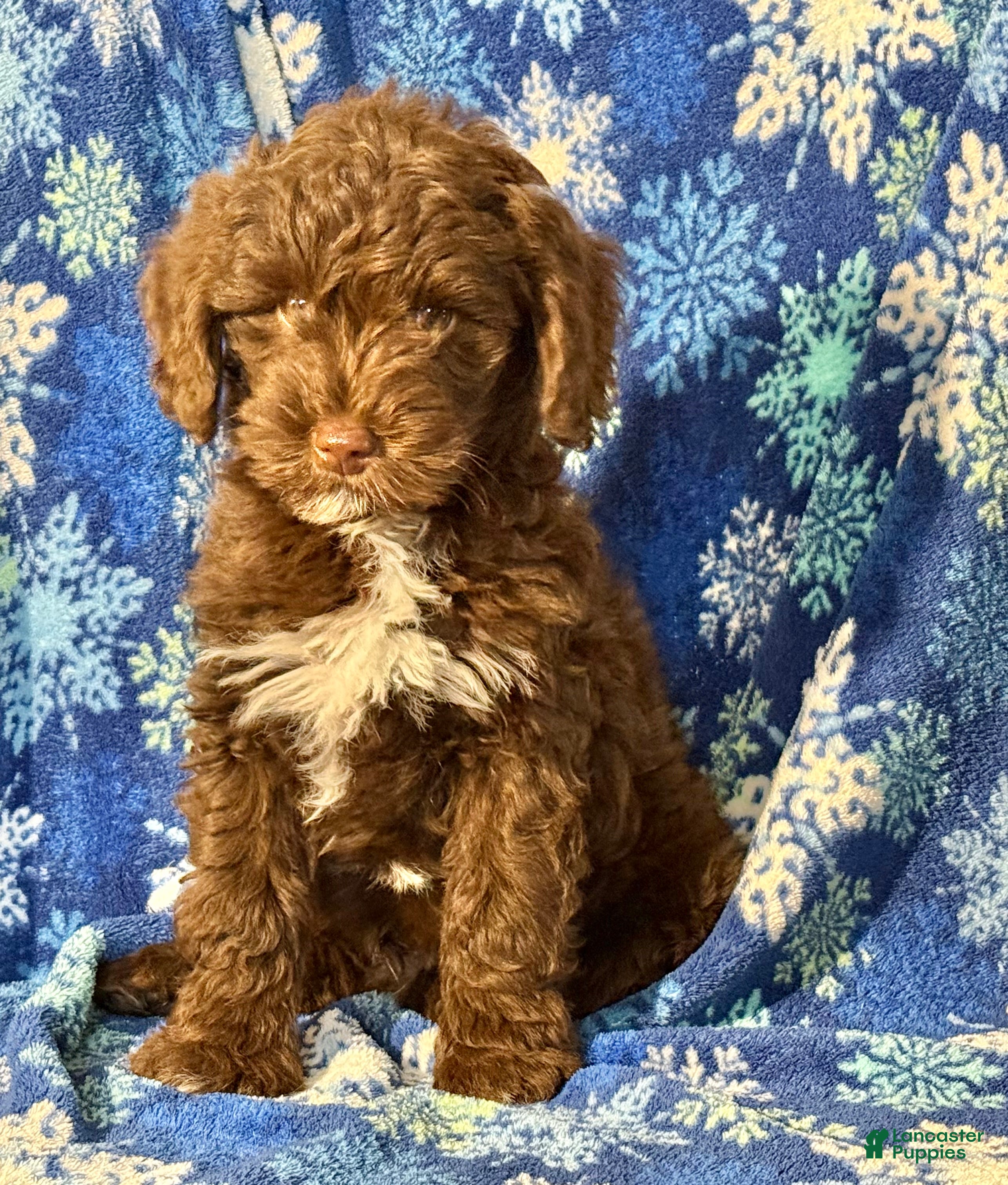 Mini Goldendoodle dogs Marshall - Ad 13