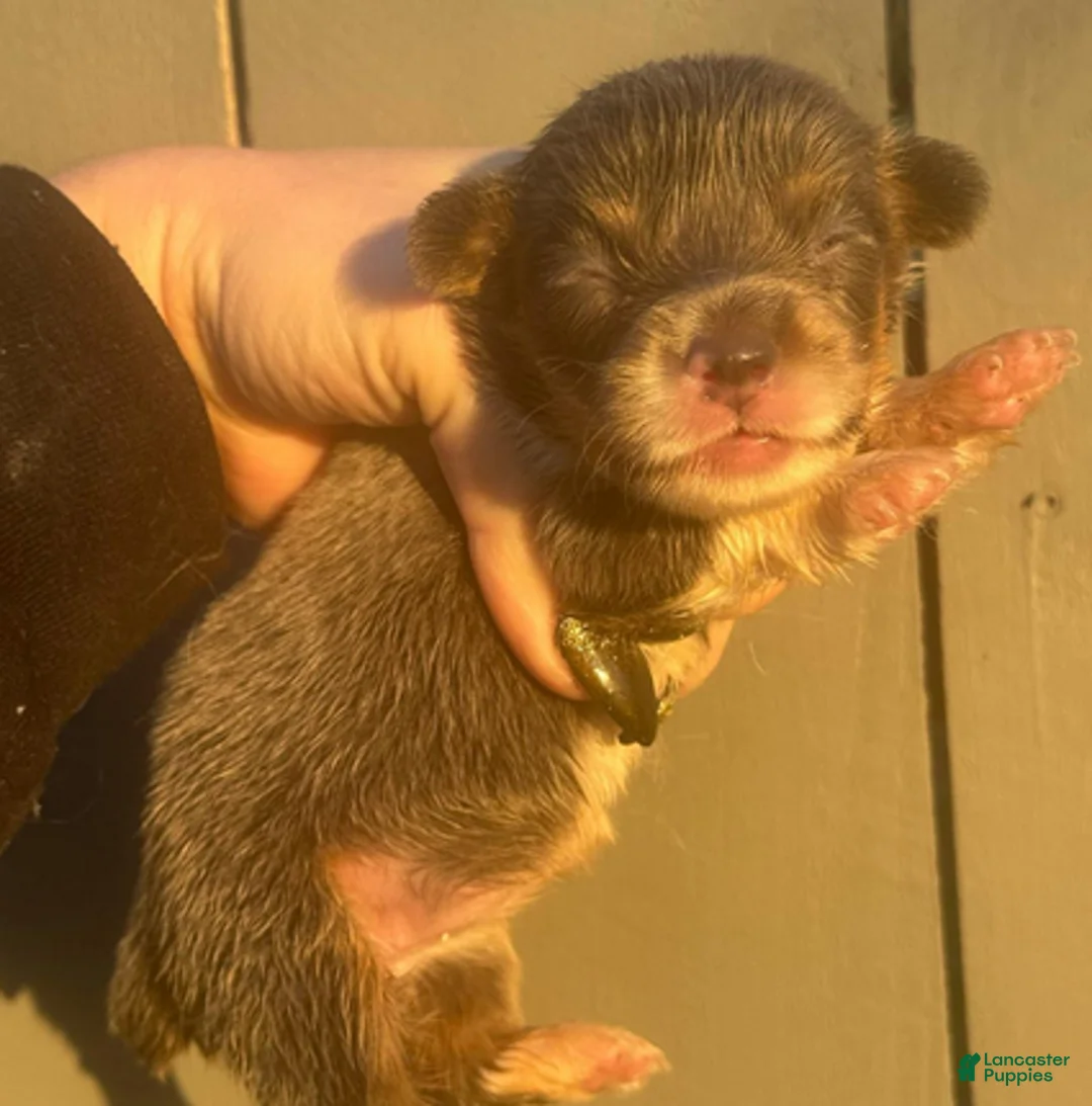 Welsh Corgi Pembroke dogs for sale: Prada (fluffy) - Ad 2