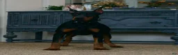 Doberman Pinscher dogs for sale: Zoey AKC European Doberman Pinscher HUGE - Ad 6