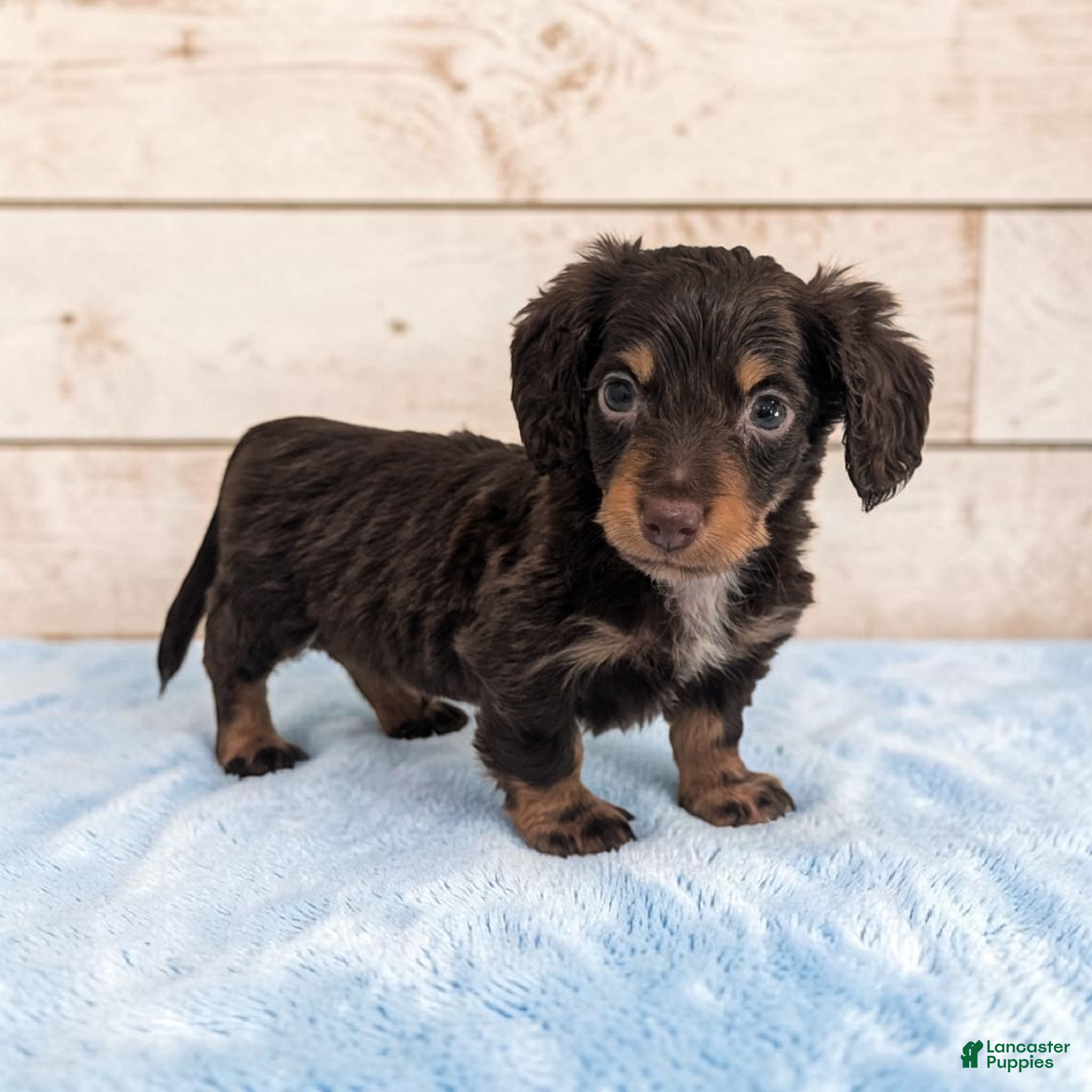 Miniature Dachshund dogs Pebbles - Ad 1