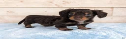 Miniature Dachshund dogs for sale: Pebbles - Ad 1
