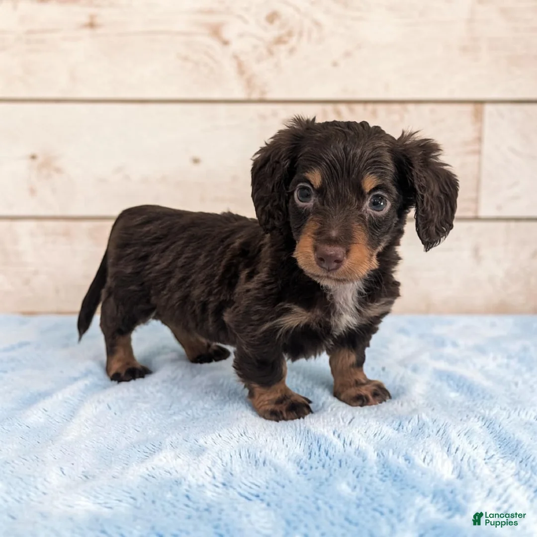 Miniature Dachshund dogs for sale: Pebbles - Ad 1