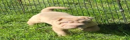 Shar Pei dogs for sale: Larry  - Ad 16