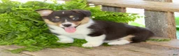 Mixed Breed dogs for sale: Maxine - Ad 5