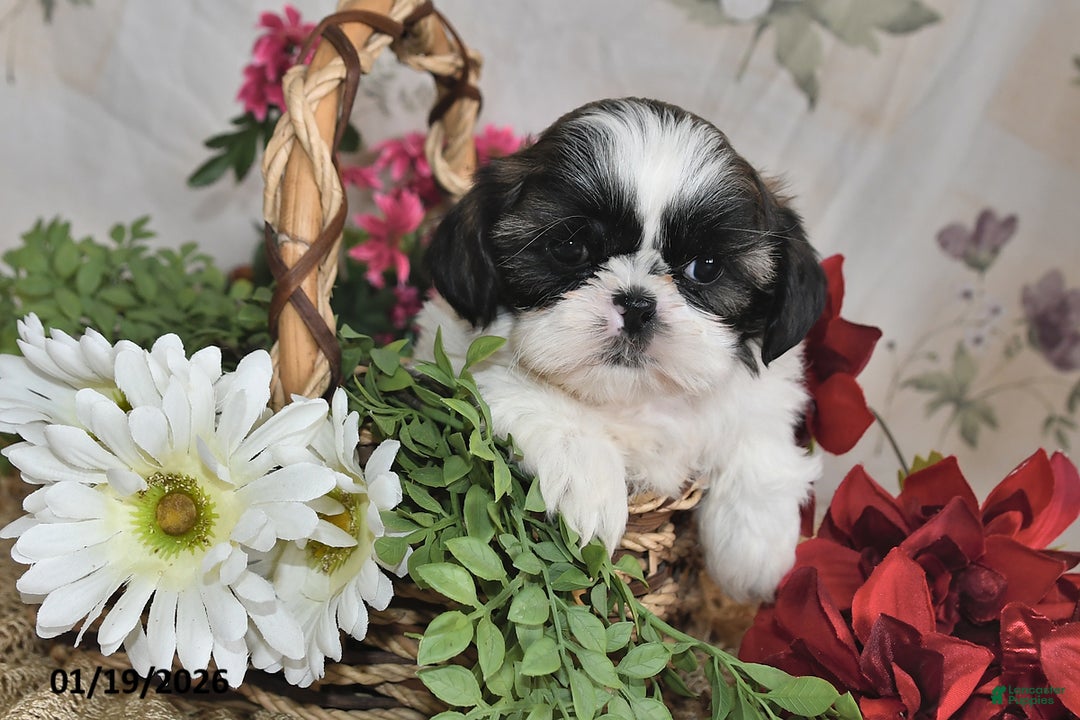Shih Tzu dogs for sale: Sparkle - Ad 2