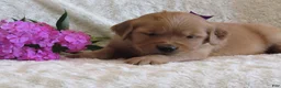 Golden Retriever dogs for sale: Layla - Ad 4