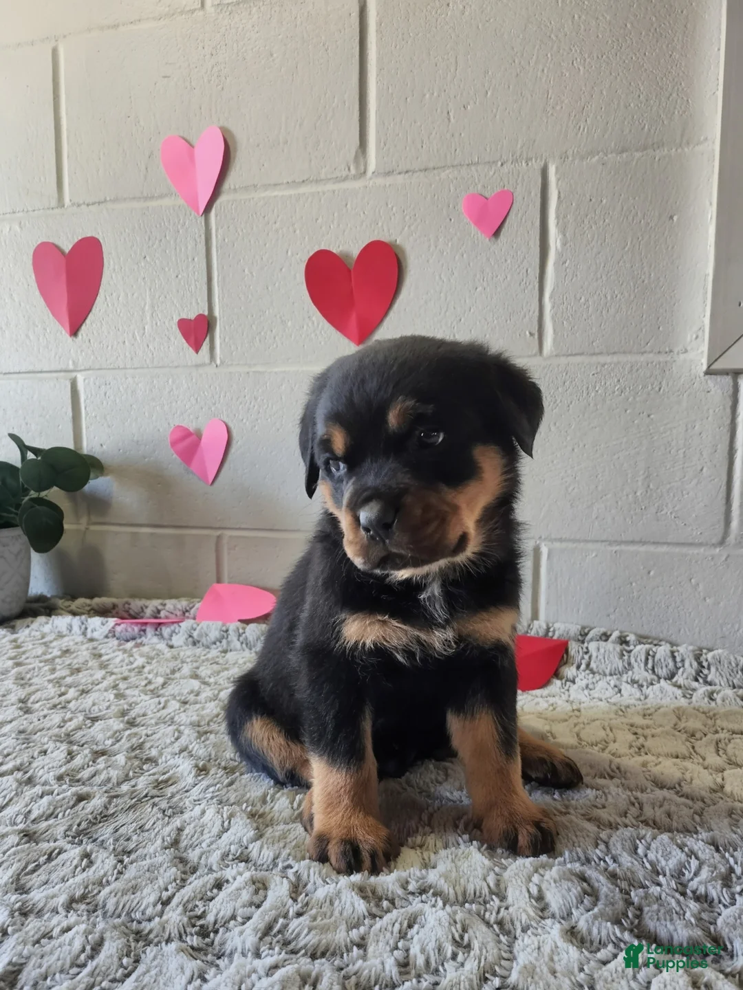 Rottweiler dogs for sale: Blake - Ad 3