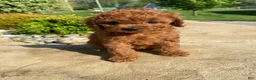 Cavapoo dogs for sale: Hazel - Ad 1