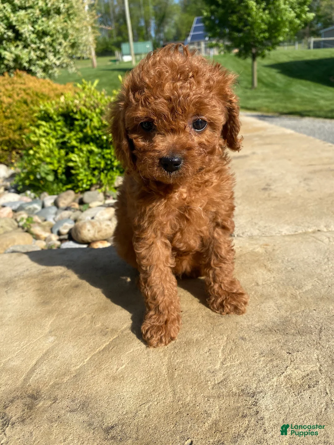 Cavapoo dogs for sale: Hazel - Ad 1