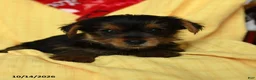 Yorkshire Terrier dogs for sale: Cash - Ad 4