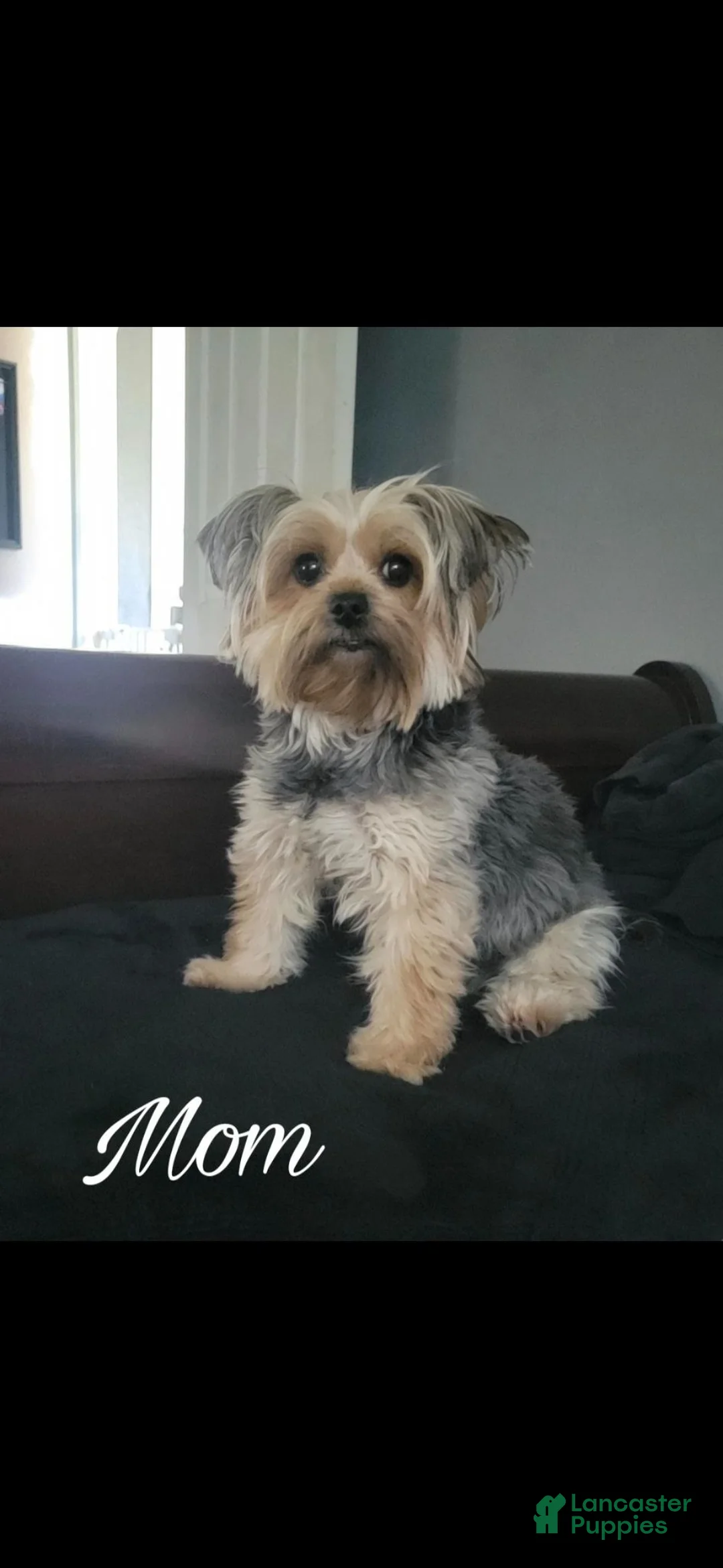 Yorkshire Terrier dogs for sale: Yorkshire Terrier Korra - Ad 2