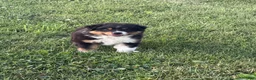 Australian Shepherd dogs for sale: Marshal  - Ad 5