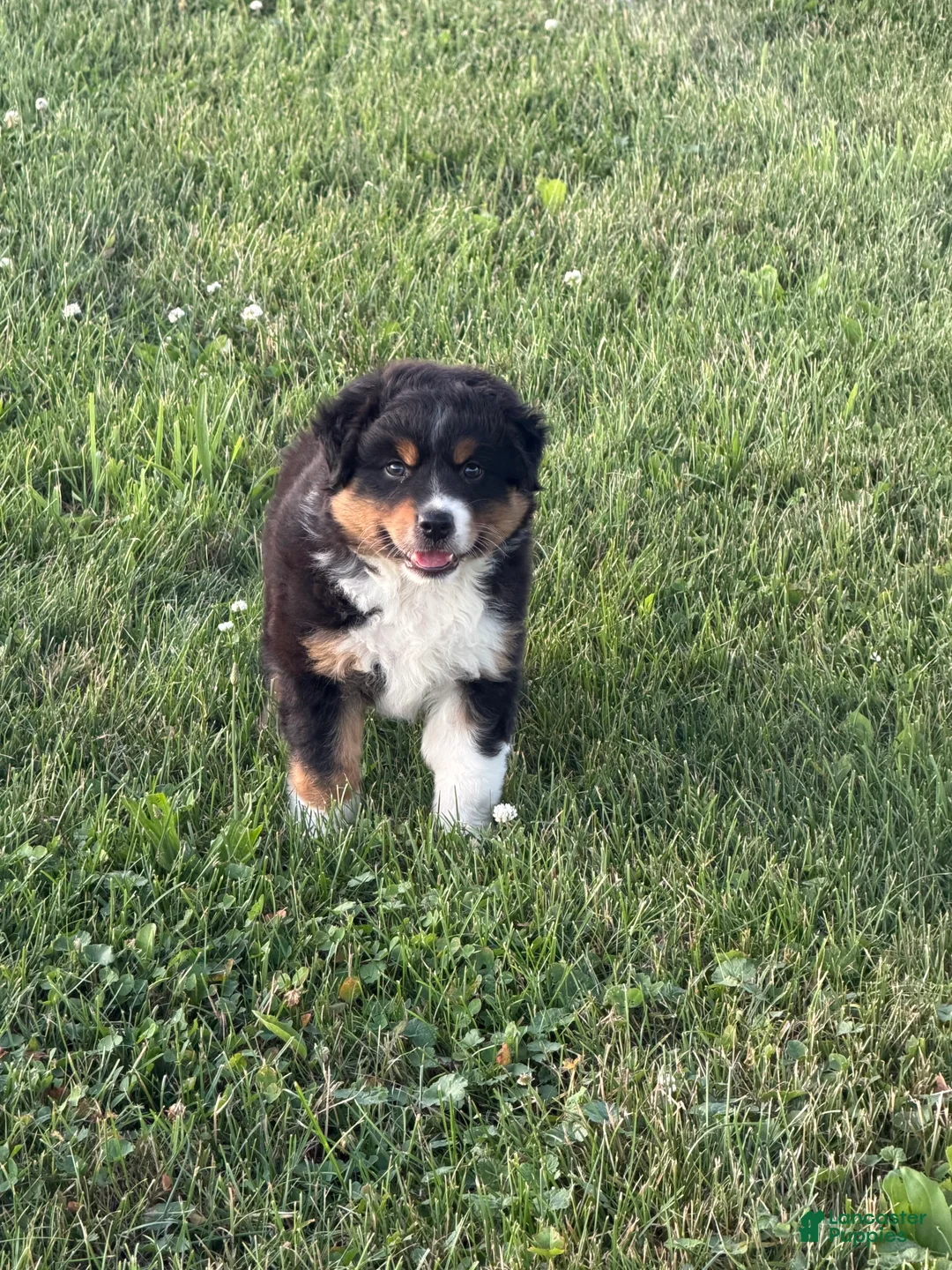 Australian Shepherd dogs for sale: Marshal  - Ad 5