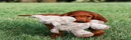 Irish Setter dogs for sale: Harrison  - Ad 3