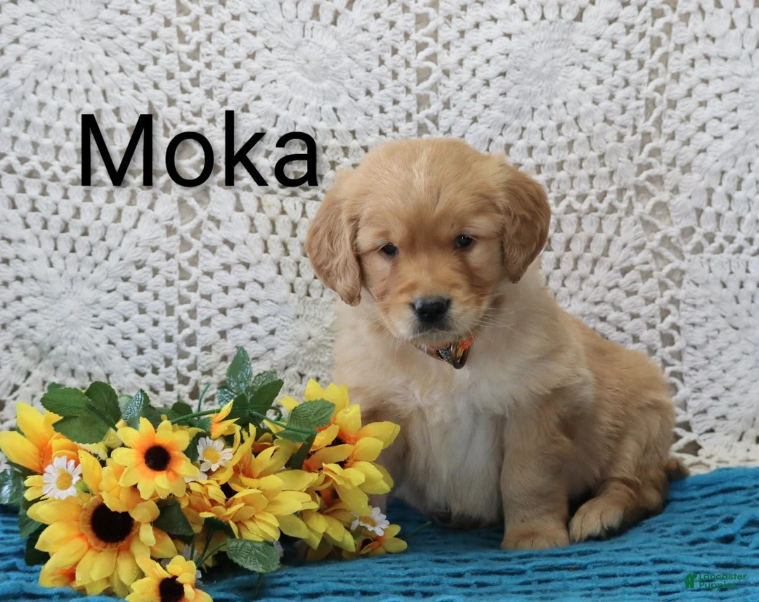Golden Retriever dogs for sale: Moka - Ad 2