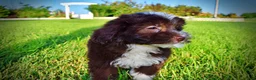 Havapoo dogs for sale: Emma - Ad 13