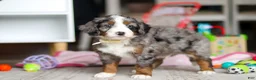 Mini Bernedoodle dogs for sale: Zuma - Ad 3