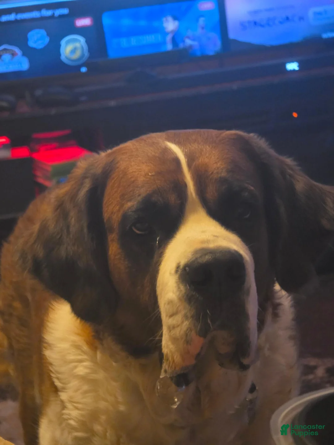 Saint Bernard dogs for sale: Saint Bernard 1 - Ad 3