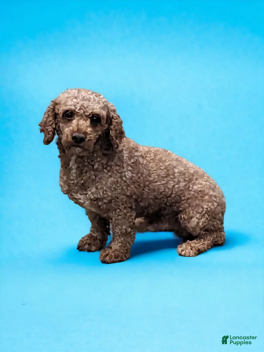 Cavapoo dogs for sale: Lincoln - Ad 6