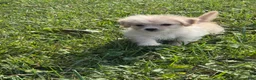 Mixed Breed dogs for sale: Maple - Ad 1
