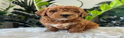 Mini Goldendoodle dogs for sale: Gracie  - Ad 5