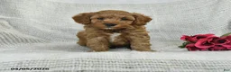 Mini Goldendoodle dogs for sale: Jaden - Ad 1