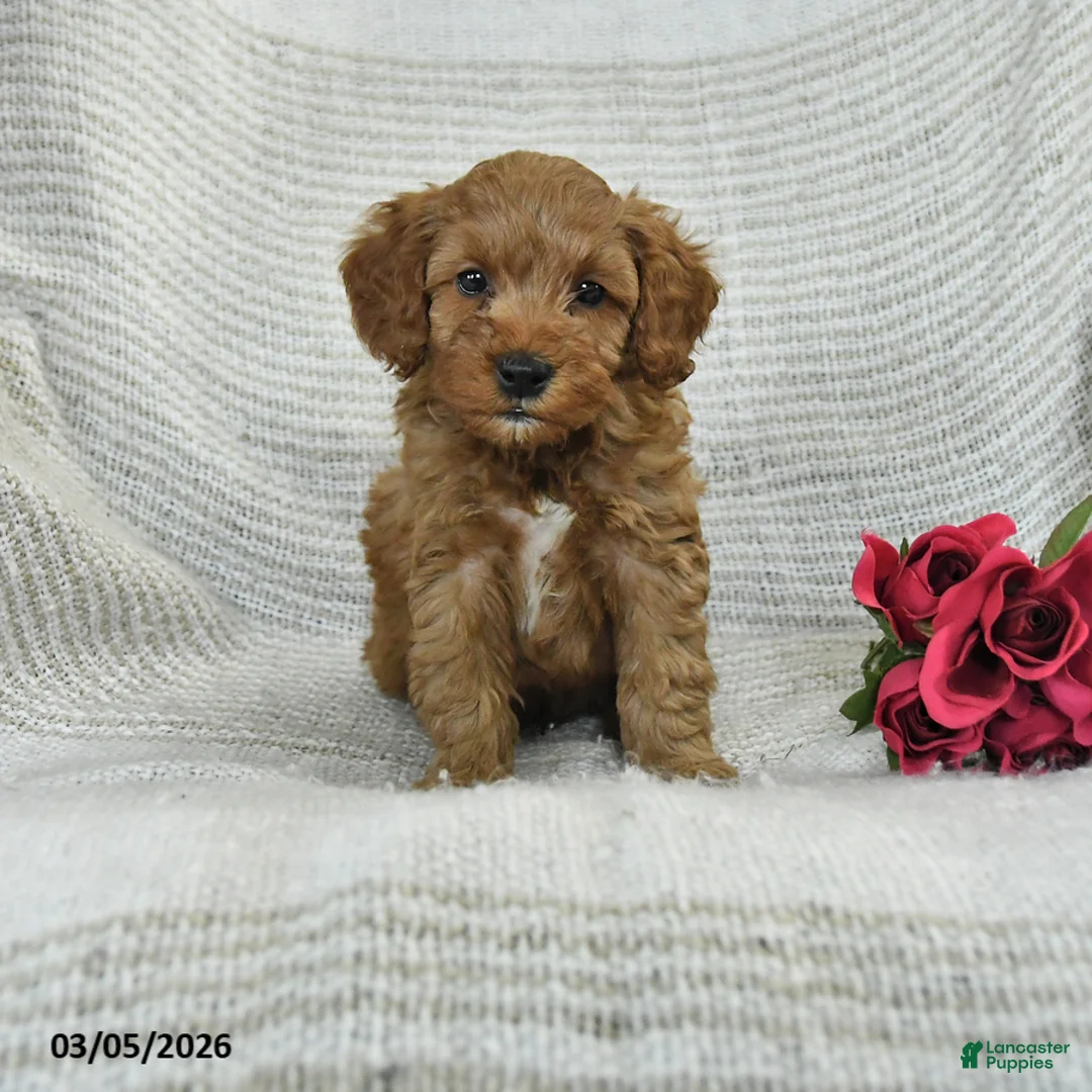 Mini Goldendoodle dogs for sale: Jaden - Ad 1