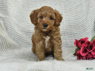 Mini Goldendoodle dogs for sale: Jaden - Ad 3