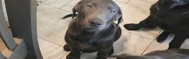Labrador Retriever Violet