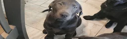 Labrador Retriever dogs for sale: Labrador Retriever Violet - Ad 1