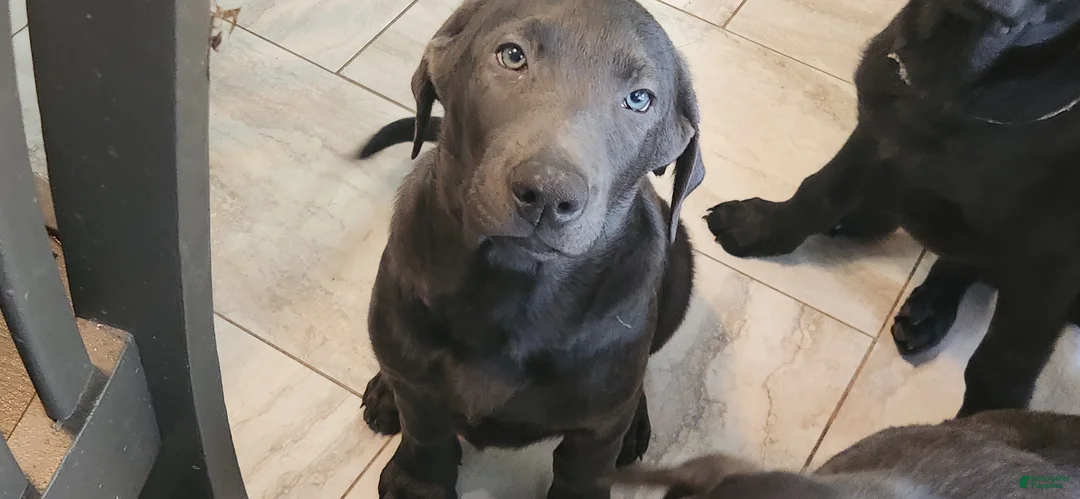 Labrador Retriever dogs for sale: Labrador Retriever Violet - Ad 1