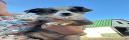 Miniature Australian Shepherd dogs for sale: Wolf - Ad 1