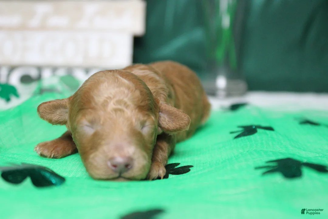 Miniature Poodle dogs for sale: Brittany  - Ad 8