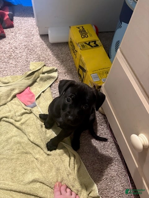 American Pit Bull Terrier dogs Sassy - Ad 1