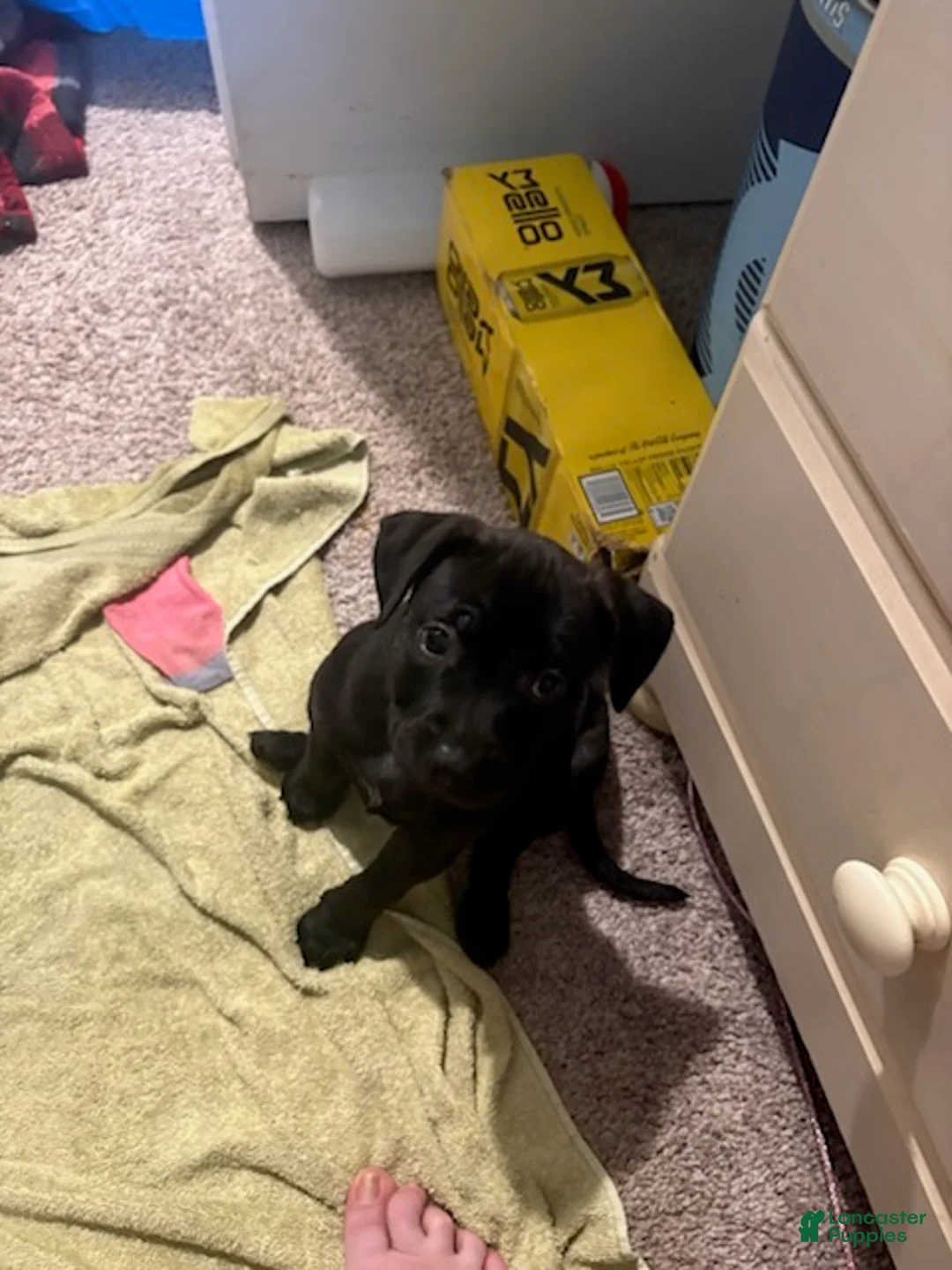 American Pit Bull Terrier dogs for sale: Sassy - Ad 1