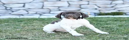 German Shorthaired Pointer dogs for sale: Mila - Ad 1