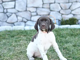 German Shorthaired Pointer dogs for sale: Mila - Ad 2