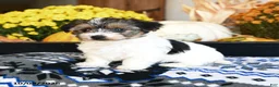Shorkie dogs for sale: Twinkie - Ad 3