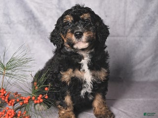 Bernedoodle dogs Cookie - Ad 13