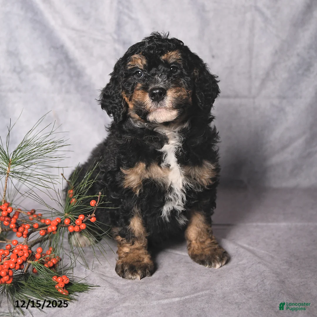 Bernedoodle dogs for sale: Cookie - Ad 1