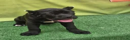 Cane Corso dogs for sale: MELLO - Ad 16