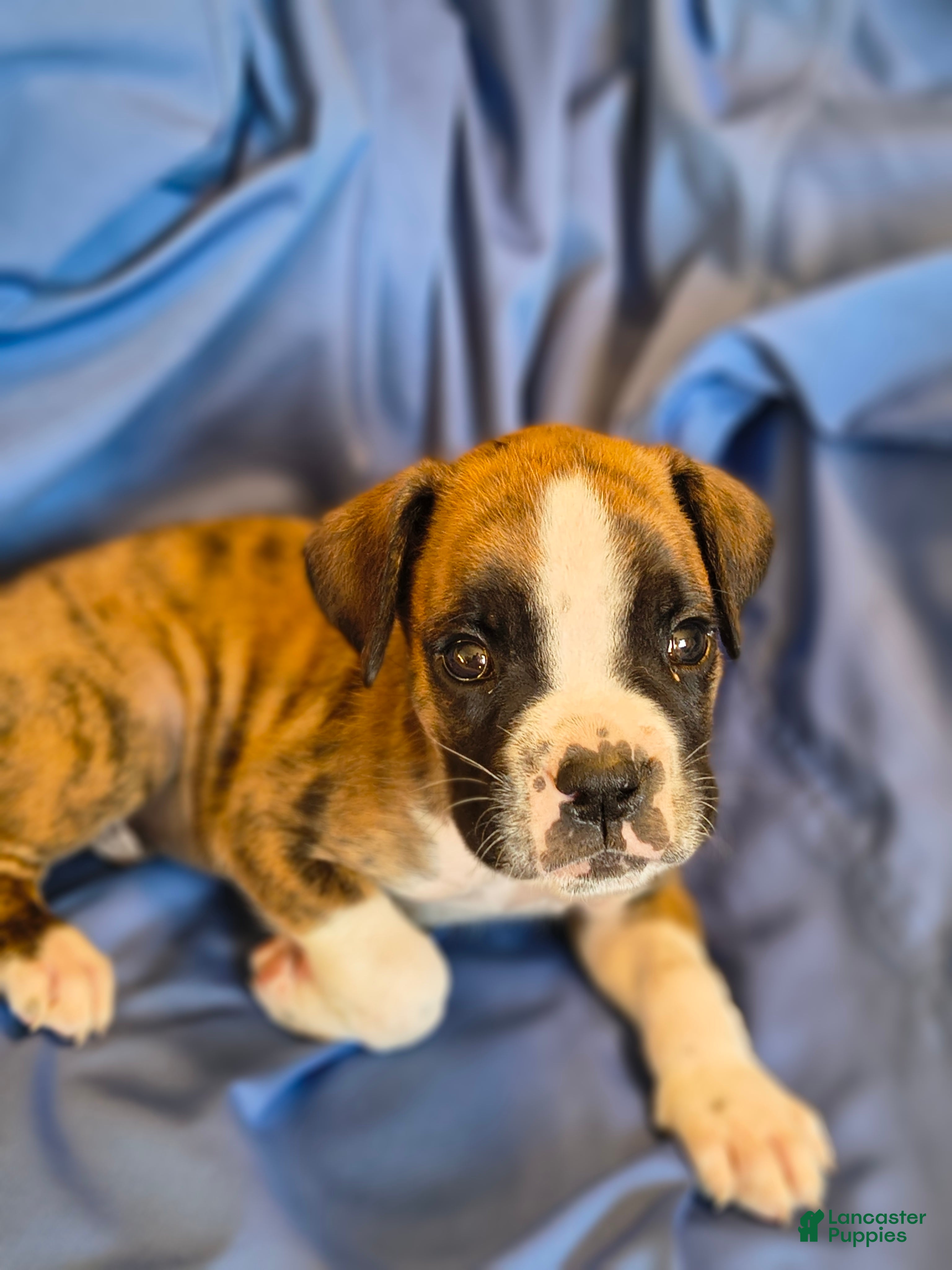 Boxer dogs Oregano - Ad 1