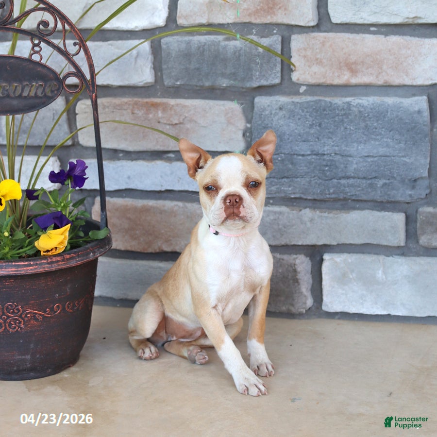 Boston Terrier dogs Irene - Ad 1