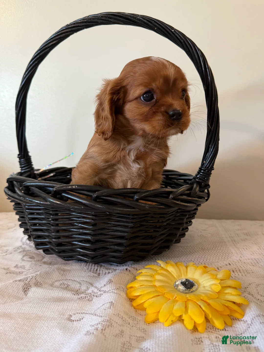 Cavalier King Charles Spaniel dogs for sale: Rollo Cavalier King Charles Spaniel puppy - Ad 1
