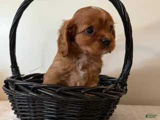 Cavalier King Charles Spaniel dogs for sale: Rollo Cavalier King Charles Spaniel puppy - Ad 1