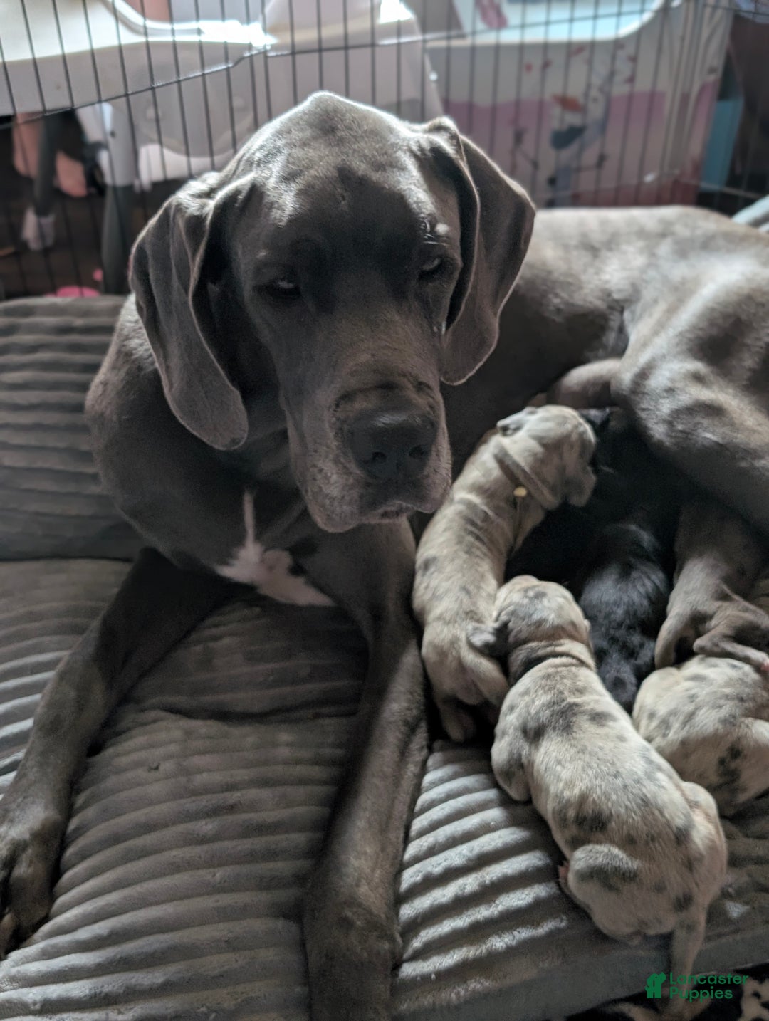 Great Dane dogs for sale: Great Dane Puppy 1 - Ad 16