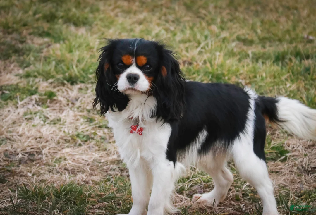 Cavalier King Charles Spaniel dogs for sale: Princess Cavalier King Charles Spaniel  - Ad 8